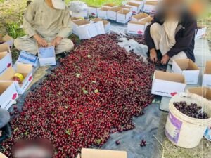 আফগানিস্তান থেকে ভারতে রপ্তানি হচ্ছে ৫০ টন চেরি