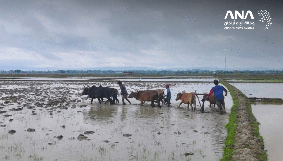 রোহিঙ্গা সম্পত্তি দখল করে দেয়া হচ্ছে রাখাইনদের,তীব্র হচ্ছে অনাহার ও