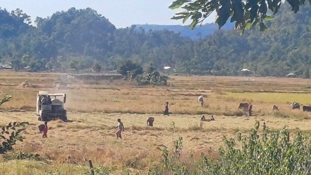 পশ্চিম মিয়ানমারের আরাকানে ধান কাটার কাজে নিয়োজিত রোহিঙ্গা কৃষকরা