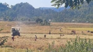 পশ্চিম মিয়ানমারের আরাকানে ধান কাটার কাজে নিয়োজিত রোহিঙ্গা কৃষকরা